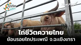 ไถ่ชีวิตควายไทย ย้อนรอยไถประเพณี
