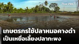 เกษตรกรใช้ "ปลาหมอคางดำ" เป็นเหยื่อเลี้ยงปลากะพง