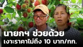 ชาวสวนเงาะท้อ ราคาหน้าสวนต่ำกว่า 10 บาท/กก.