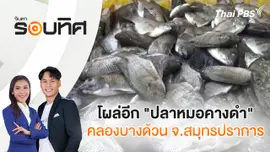 โผล่อีก "ปลาหมอคางดำ" คลองบางด้วน จ.สมุทรปราการ
