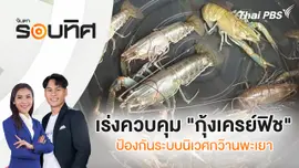 เร่งควบคุม "กุ้งเครย์ฟิช" ป้องกันระบบนิเวศกว๊านพะเยา