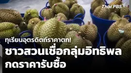 ทุเรียนอุตรดิตถ์ราคาตก! ชาวสวนเชื่อกลุ่มอิทธิพลกดราคารับซื้อ