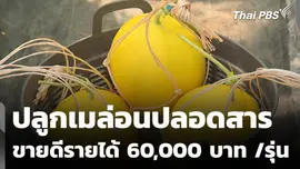 ปลูกเมล่อนปลอดสาร ขายดีรายได้ 60,000 บาท /รุ่น