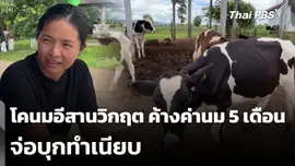 โคนมอีสานวิกฤต ค้างค่านม 5 เดือน จ่อบุกทำเนียบ