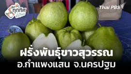ฝรั่งสายพันธุ์ใหม่ "ขาวสุวรรณ" จ.นครปฐม