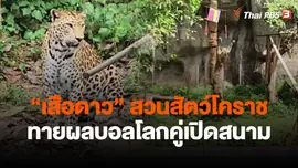 ​"เสือดาว" สวนสัตว์โคราช ทายผลบอลโลกคู่เปิดสนาม