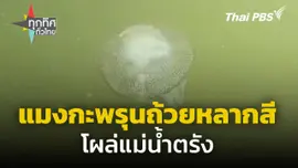 แมงกะพรุนถ้วยหลากสีโผล่แม่น้ำตรัง