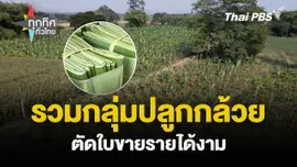 รวมกลุ่มปลูกกล้วย ตัดใบขายรายได้งาม