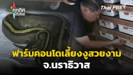 ฟาร์มคอนโดเลี้ยงงูสวยงาม จ.นราธิวาส