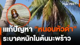 เร่งแก้ปัญหา "หนอนหัวดำ" ระบาดหนักในต้นมะพร้าว