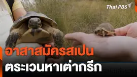 อาสาสมัครสเปน ตระเวนหาเต่ากรีก