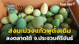 ส่งมะม่วงแก้วพุดั้งเดิมลงตลาดใต้ จ.ประจวบคีรีขันธ์