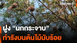 "นกกระจาบ" ทำรังบนต้นไม้นับร้อยรัง