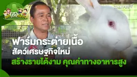 พอดีพอเพียง : ฟาร์มกระต่ายเนื้อสัตว์เศรษฐกิจใหม่สร้างรายได้งาม คุณค่าทางอาหารสูง