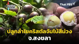 ปลูกลำไยคริสตัลจัมโบ้สีม่วง จ.สงขลา