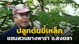 ปลูกต้นขี้เหล็กแซมสวนยางพารา จ.สงขลา