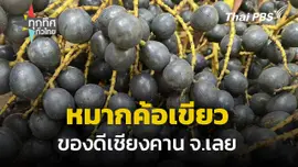 หมากค้อเขียวของดีเชียงคาน จ.เลย