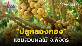 ปลูกลองกองแซมสวนผลไม้สร้างรายได้ จ.พิจิตร