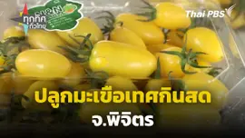 ปลูกมะเขือเทศกินสด จ.พิจิตร