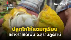 ปลูกโกโก้แซมสวนทุเรียน สร้างรายได้เพิ่ม จ.สุราษฎร์ฯ