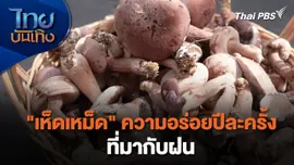 อิ่มมนต์รส : "เห็ดเหม็ด" ความอร่อยปีละครั้งที่มากับฝน