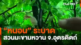 "หนอน" ระบาดสวนมะขามหวาน จ.อุตรดิตถ์
