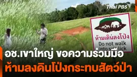 อช.เขาใหญ่ ขอความร่วมมือห้ามลงดินโป่งกระทบสัตว์ป่า