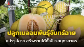ปลูกเมลอนพันธุ์จันทร์ฉาย ขายดี จ.สมุทรสาคร