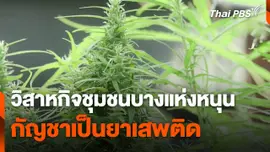 วิสาหกิจชุมชนบางแห่งหนุน "กัญชา" เป็นยาเสพติด