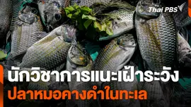 นักวิชาการแนะเฝ้าระวัง "ปลาหมอคางดำ" ในทะเล