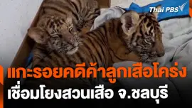 แกะรอยคดีค้าลูกเสือโคร่ง เชื่อมโยงสวนเสือ จ.ชลบุรี