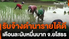 จ.ยโสธร รวมกลุ่มรับจ้างดำนาสร้างรายได้เดือนละนับหมื่นบาท