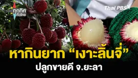 หากินยาก “เงาะลิ้นจี่” ปลูกขายดี จ.ยะลา
