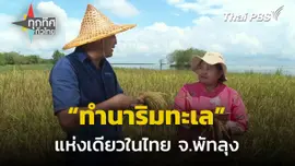 ทำนาริมเลหนึ่งเดียวของไทย จ.พัทลุง  ทุกทิศทั่วไทย