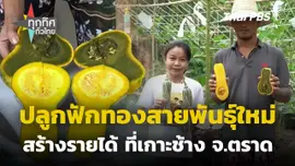 ทดลองปลูกฟักทองสายพันธุ์ใหม่ที่เกาะช้าง จ.ตราด