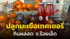 รวมกลุ่มปลูกมะเขือเทศเชอรี่ กินผลสด จ.ร้อยเอ็ด