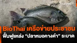 BioThai เครือข่ายประชาชน ให้ความรู้แหล่ง "ปลาหมอคางดำ"  ระบาด