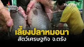 เลี้ยงปลาหมอนา ตรัง