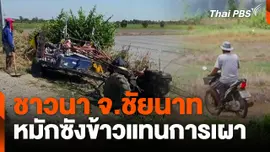 ชาวนา จ.ชัยนาท หมักซังข้าวแทนการเผา