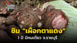 ชิมเผือกตาแดง 1 ปี มีหนเดียว จ.ราชบุรี