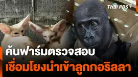 ค้นฟาร์ม จ.นครปฐม ตรวจสอบเชื่อมโยงนำเข้าลูกกอริลลา