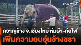 ควาญช้าง ห่มผ้า-ก่อไฟ เพิ่มความอบอุ่นช้างชราช่วงอากาศหนาว