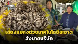 เลี้ยงแมลงด้วยเทคโนโลยีสะอาดส่งขายบริษัท จ.ร้อยเอ็ด