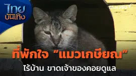 ไอเดียที่พักใจ สำหรับแมววัยเกษียณในแอฟริกาใต้