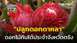ส่งเสริม "ปลูกดอกดาหลา" ดอกไม้กินได้ จ.ตรัง