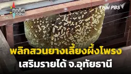 พลิกสวนยางเลี้ยงผึ้งโพรงเสริมรายได้ จ.อุทัยธานี