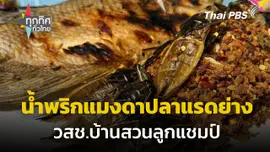 น้ำพริกแมงดาปลาแรดย่าง วสช.บ้านสวนลูกแชมป์