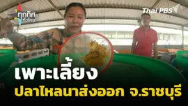 เพาะเลี้ยงปลาไหลนาส่งออก จ.ราชบุรี