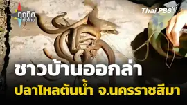 ชาวบ้านออกล่าปลาไหลต้นน้ำ จ.นครราชสีมา