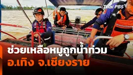 ช่วยเหลือหมูถูกน้ำท่วม อ.เทิง จ.เชียงราย